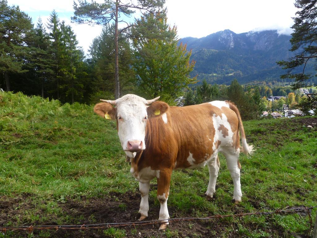 Zum Franziskaner Grainau Exteriör bild